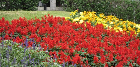 Roadside flowers - red, purple, flowers, yellow, roadside