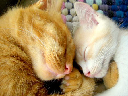 See You in My Dreams - cream, felines, tabby, cats, orange, sleeping