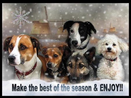 Make the best of the season & enjoy - animals, dogs, snow, season