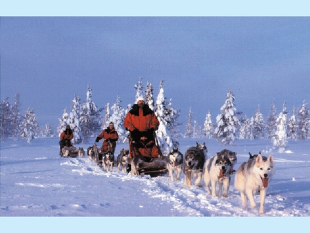 Life on a North - north, sledge, dogs, life