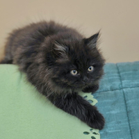 cute kitty