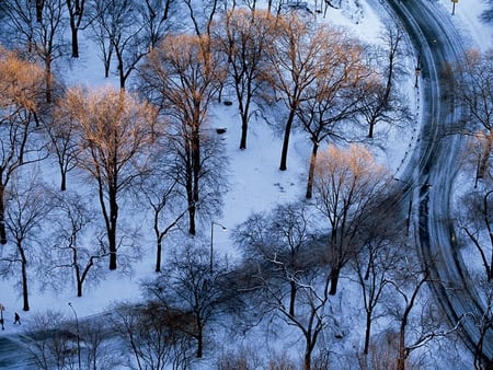 Central park - central park, trees, winter, nature, blue, snow, new york