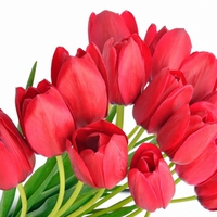 Red tulips