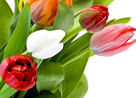 Tulips - colors, lovely, pink, orange, bouquet, sweet, leaves, flowers, colorful, tuilips, white, red, soft, flower of soul, tender