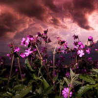 Purple Flowers