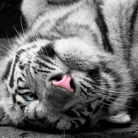Just Chilling..
