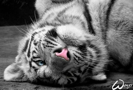 Just Chilling.. - bengal tiger, cute, white bengal tiger, cub