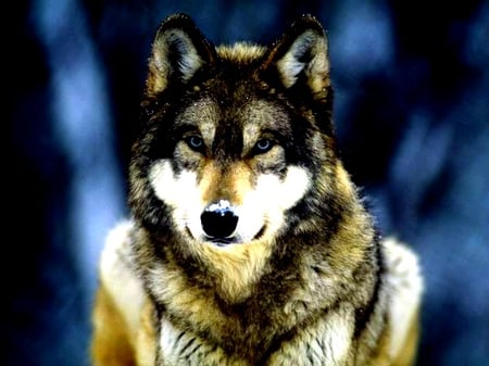 Wolf - dogs, wolfs, grey wolf, grey wolfs