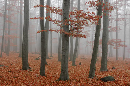 Misty Morning - fall, trees, forest, autumn