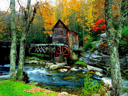 A mill - trees, water, mill, creek, wood, forest, beautiful, river, grist