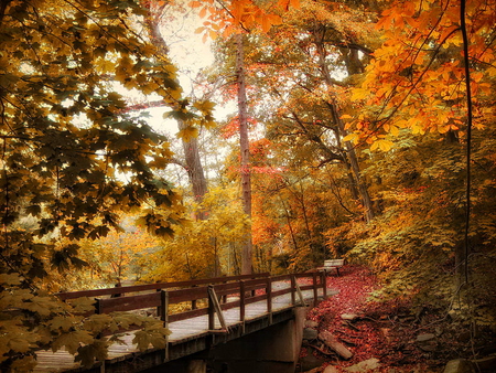 Autumn in the forest - nature, autumn colors, autumn, fall, trees, forest, colors, bridge