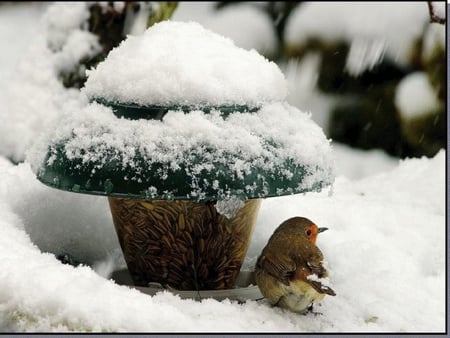 winter birds feeding