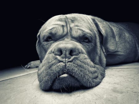 only a mother could love him ! - bull mastiff, dog, only a mother could love him, wallpaper