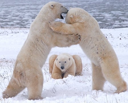 The judge sees - the judge sees, fun, snow, wallpaper, polar bears