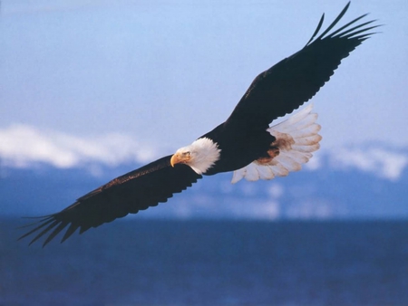 The Bald Eagle - white head, eagle, bald eagle, bird of prey