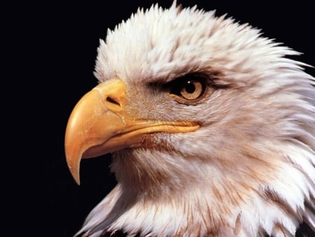 The Bald Eagle - bird of prey, bald eagle, eagle, white head