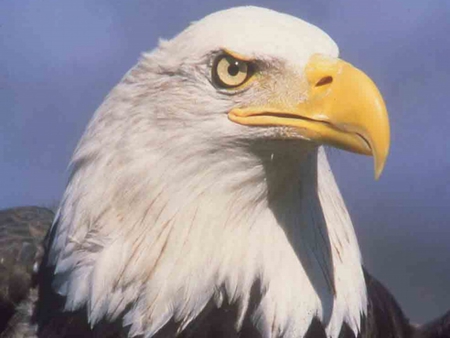 The Bald Eagle - bird of prey, eagle, bald eagle, white head