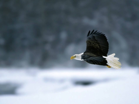 Bald Eagle - white head, eagle, bald eagle, bird of prey