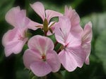 Baby soft delicate pink flowers.