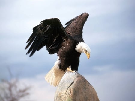 The Bald Eagle - bird of prew, bald eagle, eagle, white head