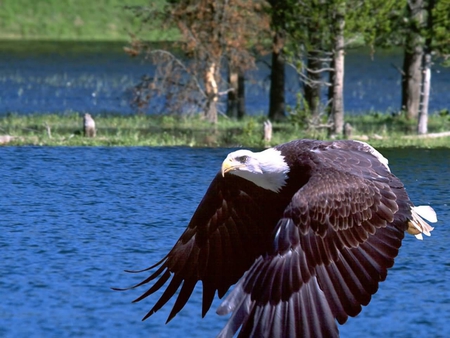 The Bald Eagle - bird of prew, bald eagle, eagle, white head