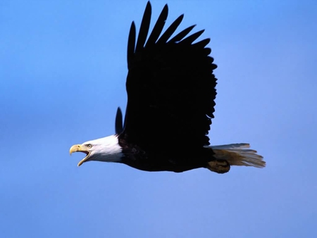 The Bald Eagle - white head, bird of prew, eagle, bald eagle