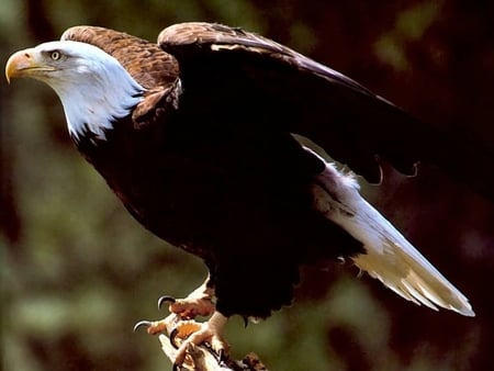 The Bald Eagle - bird of prew, bald eagle, eagle, white head