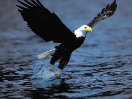 The Bald Eagle Fishing - white head, bird of prew, eagle, bald eagle