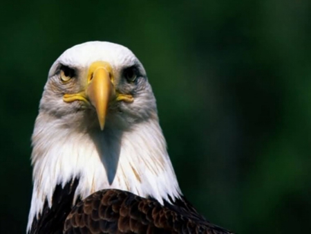 The Bald Eagle - bird of prew, eagle, bald eagle, white head