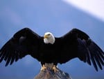 The Bald Eagle