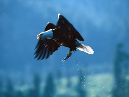 The Bald Eagle Fishing - bird of prew, bald eagle, eagle, white head