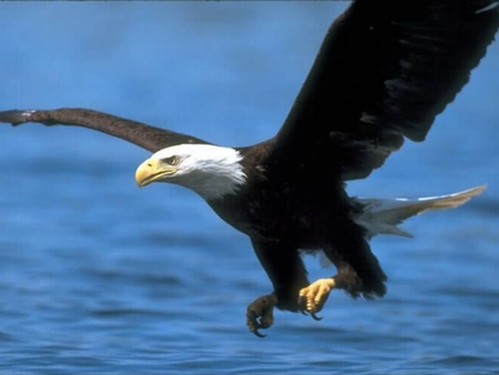 The Bald Eagle - bird of prey, eagle, bald eagle, white head