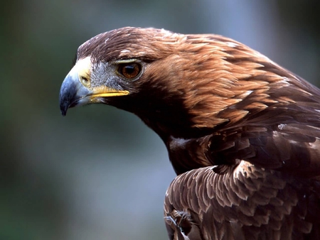 A Young Bald Eagle - bird of prey, eagle, bald eagle, white head