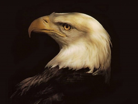 The Bald Eagle - white head, eagle, bald eagle, bird of prey