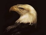 The Bald Eagle