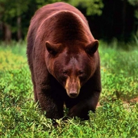 The Brown Bear