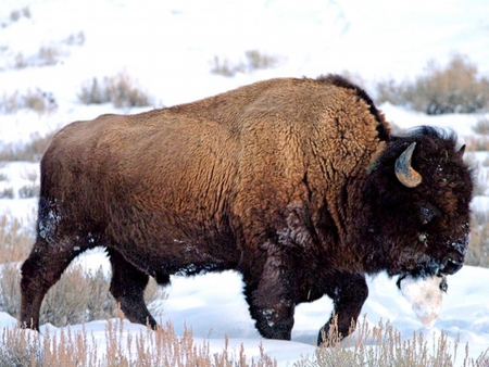 Buffalo - bison, fur, buffalo, horns