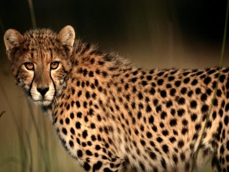 The Cheetah - feline, spots, cheetah, fastest of cats