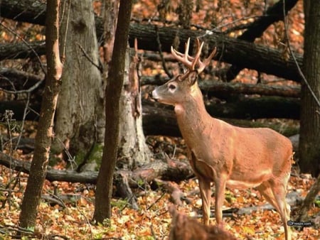 White Tail Buck - antlers, buck, deer, white tail