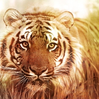 Tiger for my dear friend Tony (Nannouk) ^  ^
