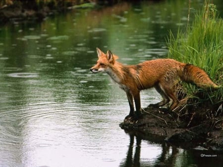 Red Fox - fox, bushy tail, kittens, red fur