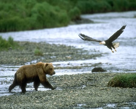 Grizzly and Bald Eagle - bear, eagle, grizzly, bald eagle