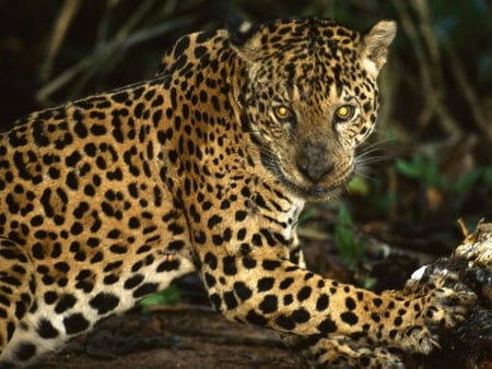 Jaguar - spots, jaguar, feline, cat