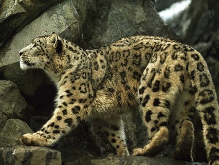 Leopard - feline, spots, leopard, cat