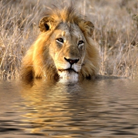 Male African Lion