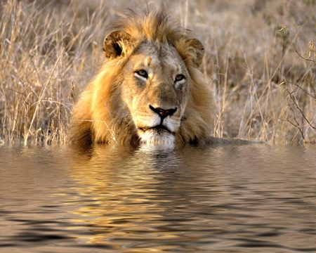 Male African Lion - male, lion, king, african