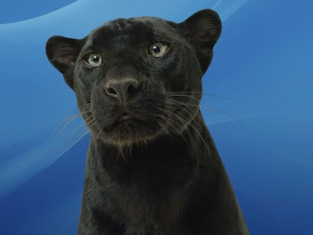 Black Panther - feline, black panther, cat, panther