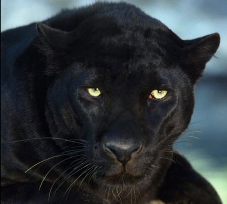 Black Panther - feline, black panther, panther