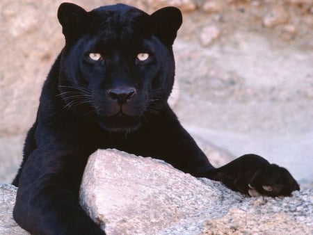 Black Panther - feline, black panther, panther