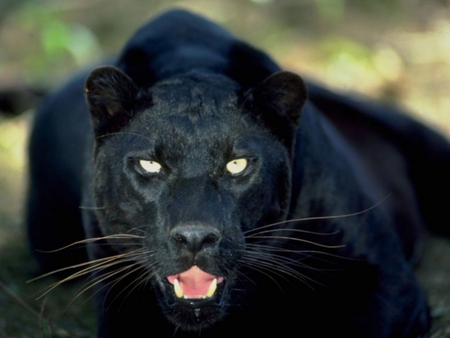 Black Panther - feline, black panther, panther